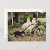 Carte Postale Ram et Ewe (Devant / Derrière)