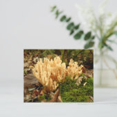 Carte postale Ramaria stricta Fungi (Debout devant)