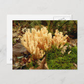 Carte postale Ramaria stricta Fungi (Devant / Derrière)