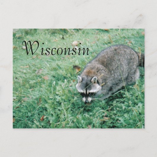 Carte Postale Ramblin' Raccoon (Devant)