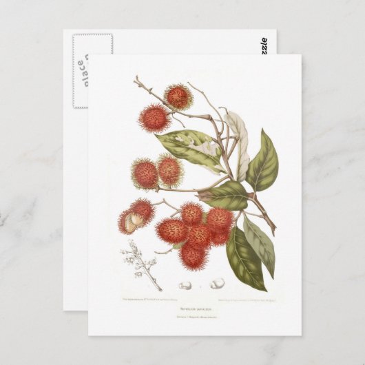 Carte Postale Rambutan (Devant / Derrière)
