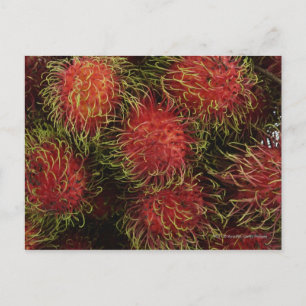 Carte Postale Rambutan