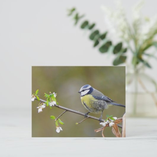 Carte Postale Rameau bleu sur une branche de cerisier avec fleur (Debout devant)