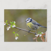 Carte Postale Rameau bleu sur une branche de cerisier avec fleur (Devant)