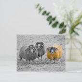 Carte Postale Rams écossais (Debout devant)