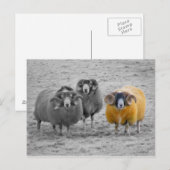 Carte Postale Rams écossais (Devant / Derrière)
