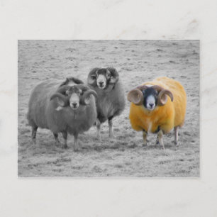 Carte Postale Rams écossais