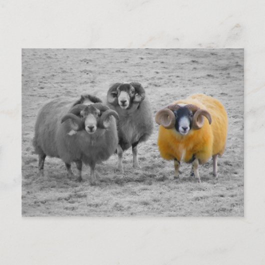 Carte Postale Rams écossais (Devant)