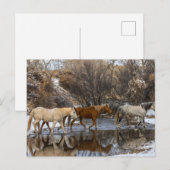 Carte Postale Ranch du cheval Hideout (Devant / Derrière)