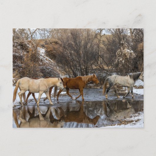 Carte Postale Ranch du cheval Hideout (Devant)