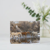 Carte Postale Ranch du cheval Hideout (Debout devant)