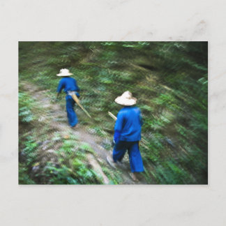 Carte Postale Randonnée à travers la jungle thaïlandaise