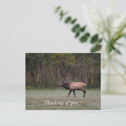 Carte Postale : Randonnée Matinale du Cerf Élaphan (Debout devant)