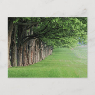 Carte Postale Rangée d'arbres majestueux, Louisville, Kentucky.