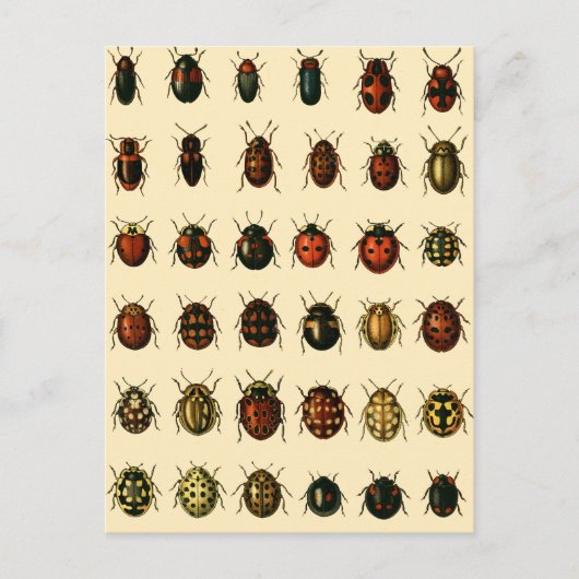 Carte Postale Rangée de coccinelles (Devant)