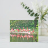 Carte Postale Rangée de Flamant rose au lac au printemps, Oiseau (Debout devant)