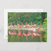 Carte Postale Rangée de Flamant rose au lac au printemps, Oiseau (Devant / Derrière)
