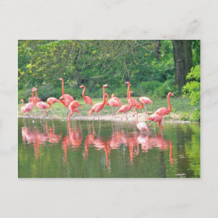 Carte Postale Rangée de Flamant rose au lac au printemps, Oiseau