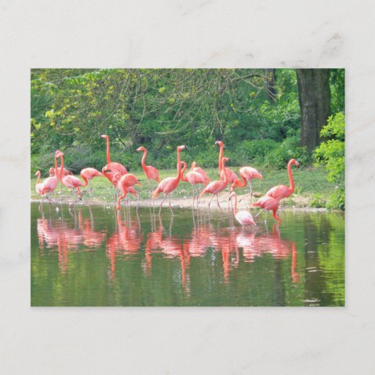 Carte Postale Rangée de Flamant rose au lac au printemps, Oiseau (Devant)