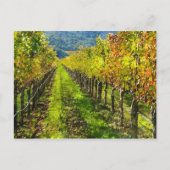 Carte Postale Rangées de vignes en Napa Valley California (Devant)