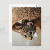 Carte Postale Ranger le Chat (Devant / Derrière)