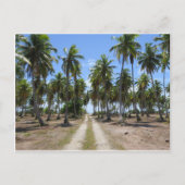 Carte Postale Rangiroa route vers le paradis (Devant)