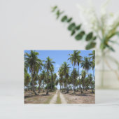 Carte Postale Rangiroa voie vers le paradis (Debout devant)