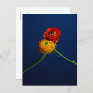 Carte postale Ranunculus