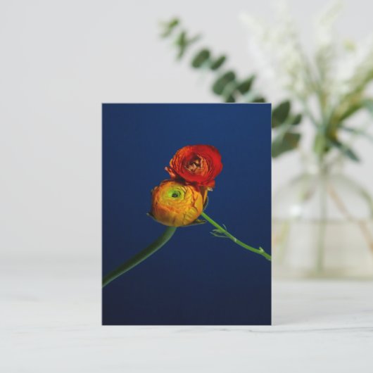 Carte postale Ranunculus (Debout devant)