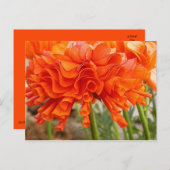 Carte postale Ranunculus (Devant / Derrière)
