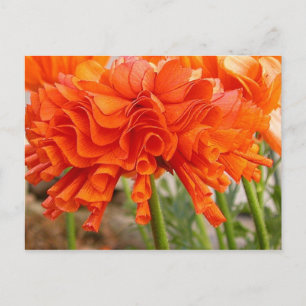 Carte postale Ranunculus