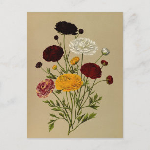 Carte Postale Ranunculus Asiaticus Doublé Persian Ranunculus