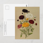 Carte Postale Ranunculus Asiaticus Doublé Persian Ranunculus (Devant / Derrière)