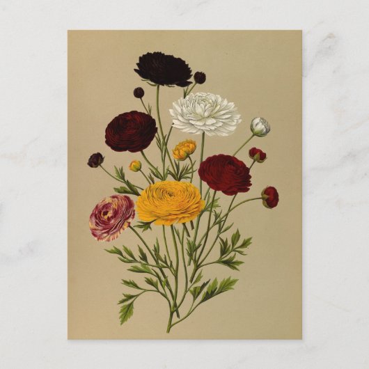 Carte Postale Ranunculus Asiaticus Doublé Persian Ranunculus (Devant)