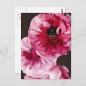 Carte Postale Ranunculus rouge (Devant / Derrière)