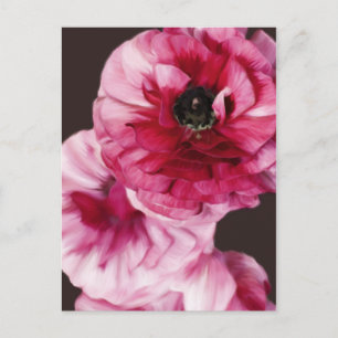 Carte Postale Ranunculus rouge