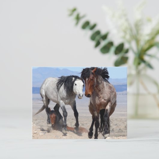 Carte postale rapide et furieuse (Debout devant)