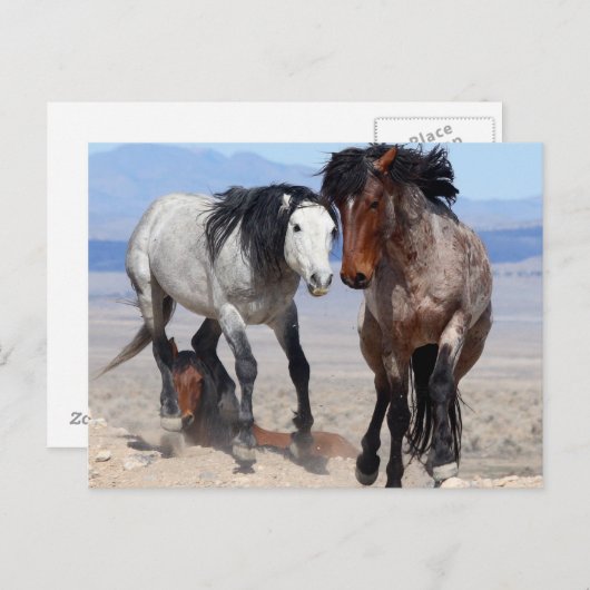 Carte postale rapide et furieuse (Devant / Derrière)