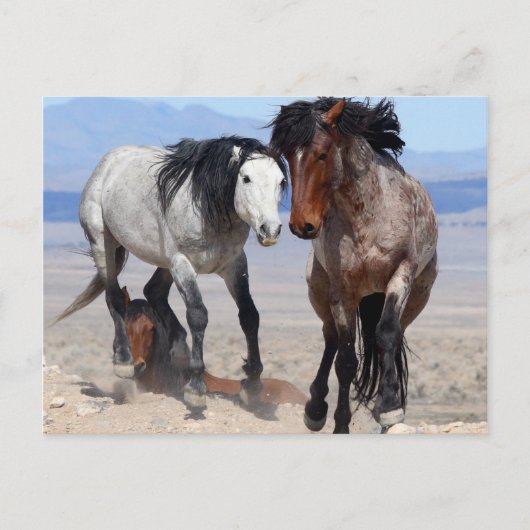 Carte postale rapide et furieuse (Devant)