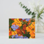 Carte Postale Rappel du printemps (Debout devant)