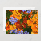 Carte Postale Rappel du printemps (Devant / Derrière)