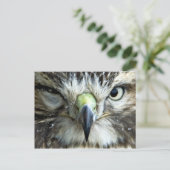 Carte postale Raptor (Debout devant)