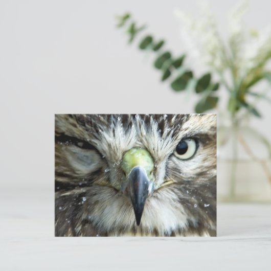 Carte postale Raptor (Debout devant)