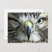 Carte postale Raptor (Devant / Derrière)