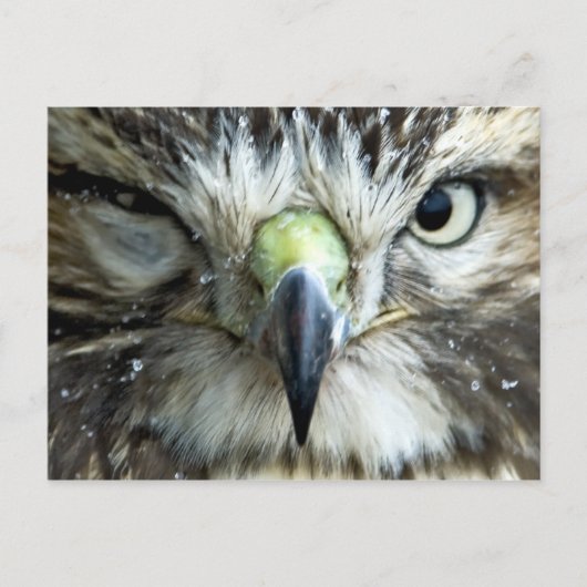 Carte postale Raptor (Devant)