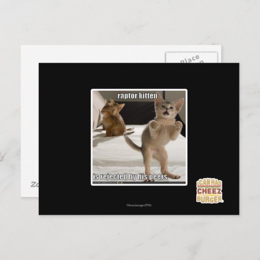 Carte Postale Raptor Kitten (Devant / Derrière)