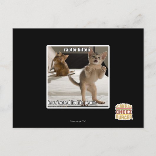 Carte Postale Raptor Kitten (Devant)