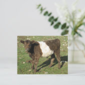 Carte Postale Rare Dun Ceinturé Galloway Calf (Debout devant)