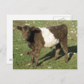 Carte Postale Rare Dun Ceinturé Galloway Calf (Devant / Derrière)