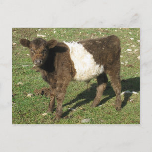Carte Postale Rare Dun Ceinturé Galloway Calf
